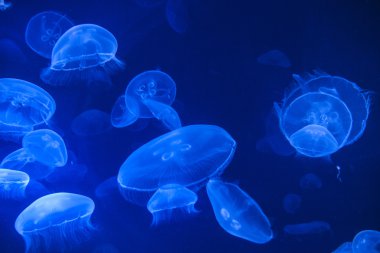 Deniz jellys, denizanası