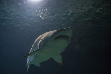 Siyah uçlu resif köpekbalığı - Carcharhinus melanopterus - tuzlu su balık