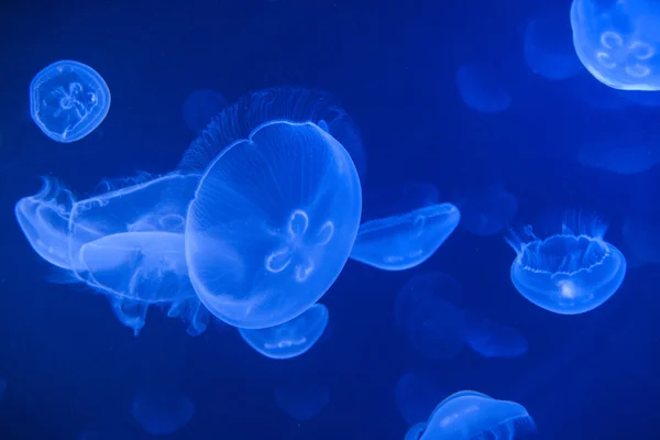 Meduse di mare, meduse — Foto Stock