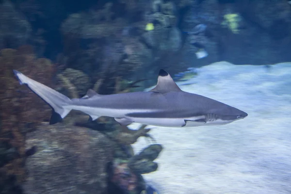 Squalo pinna nera della barriera corallina - Carcharhinus melanopterus - pesce di acqua salata — Foto Stock