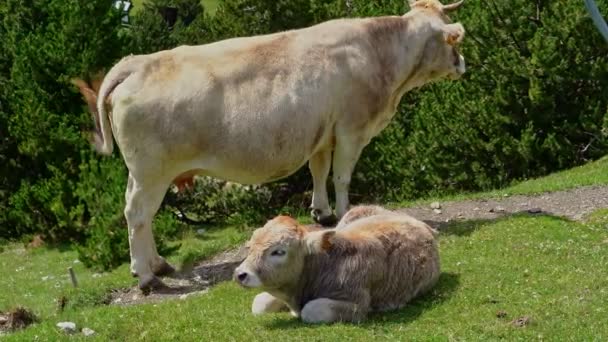 Krowa i cielę jedzące trawę na zboczu góry. Vall de Nuria, Pireneje katalońskie, Hiszpania. — Wideo stockowe