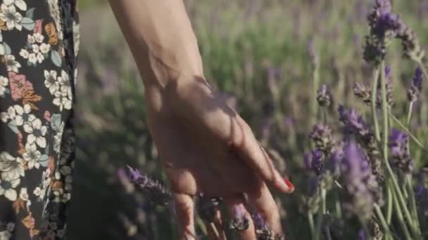 Zeitlupe und Nahaufnahme einer weiblichen Hand, die sanft einen Strauß Lavendelblüten berührt — Stockvideo
