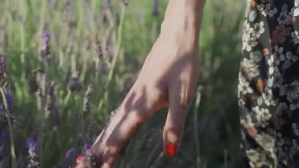 Yavaş çekim ve bir kadın elinin lavanta çiçeğine nazikçe dokunuşunu yakından izle. — Stok video