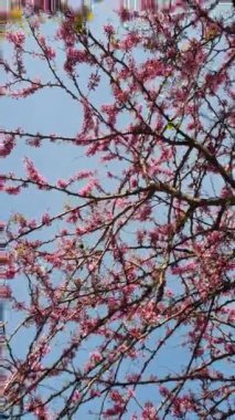 Güzel pembe çiçek dalları mavi gökyüzüne karşı