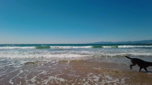 Perro marrón corriendo en la playa y en el agua — Vídeos de Stock