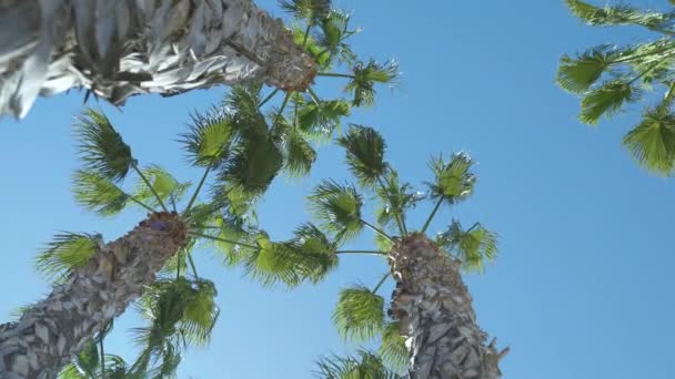 여름에는 지중해 야자나무를 심는다. 화창 한 날 아래에서 하늘까지 의 풍경 — 비디오