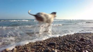 Köpek sahilde ve suda koşuyor.