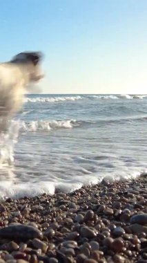 Köpek sahilde ve suda koşuyor.