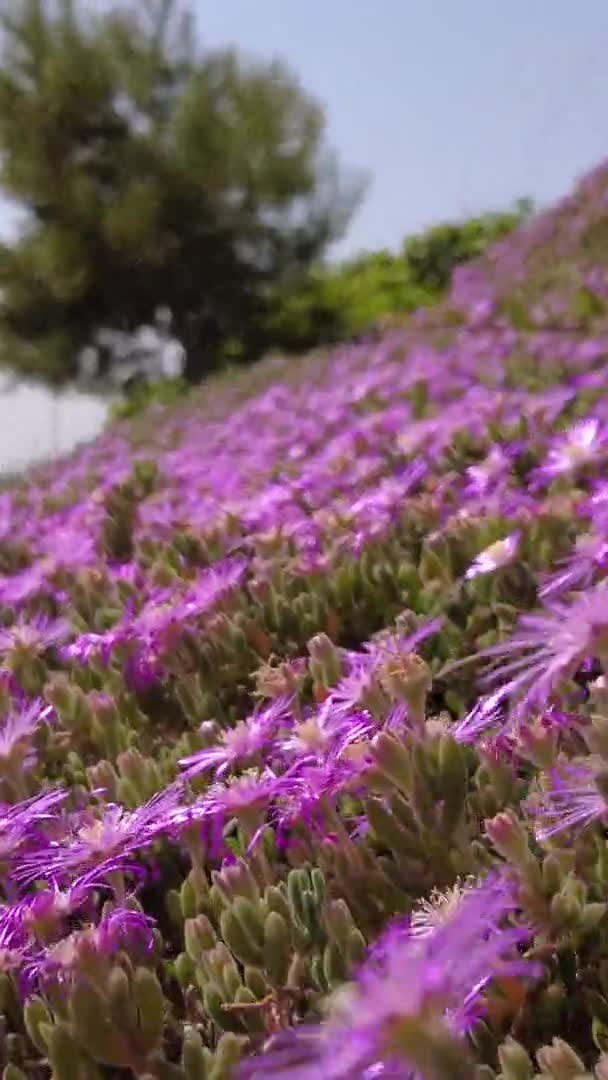Drosanthemum Flowers with honey bees around it — стокове відео