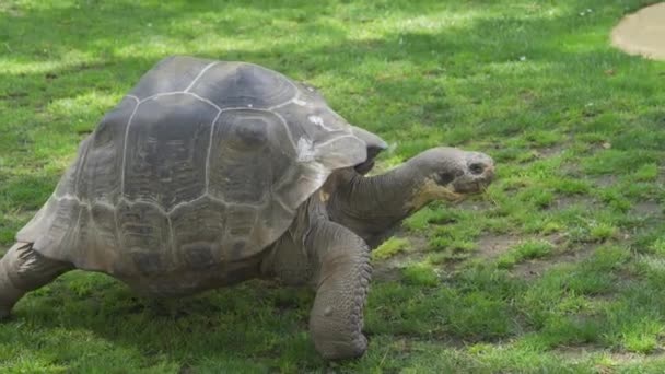 Galapagos tortoise complex or Galapagos giant tortoise moving slowly — Stock Video