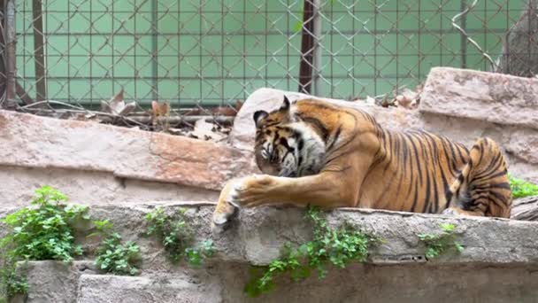 A Sumatran tiger or Panthera Tigris Sondaica licking itself lying on the ground — Stock Video