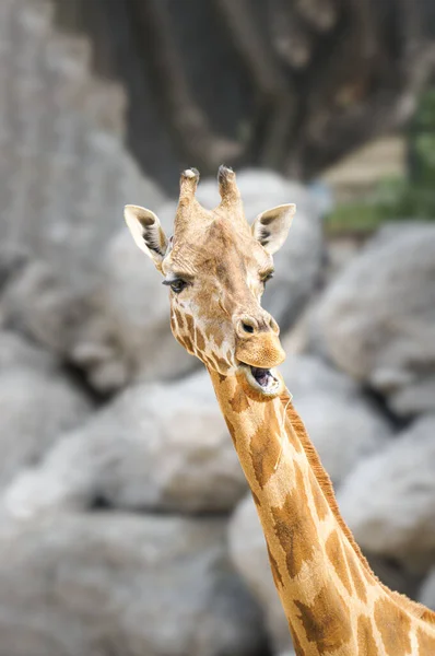 Крупный план жирафа или жирафа camelopardalis в зоопарке — стоковое фото