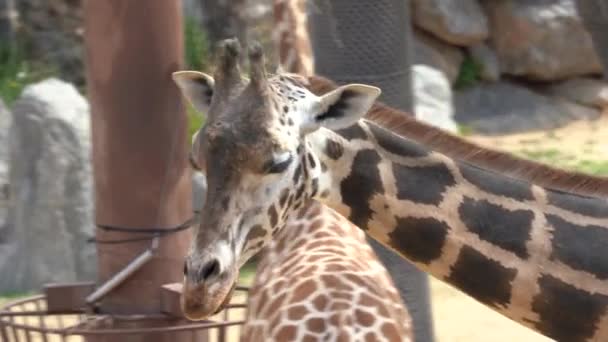 Close-up of a giraffe or Giraffa camelopardalis in the zoo — Stock Video