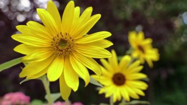 Öğleden sonra güneşinin ortasında ferahlatıcı ayçiçeğinin yakın ve seçici odağı