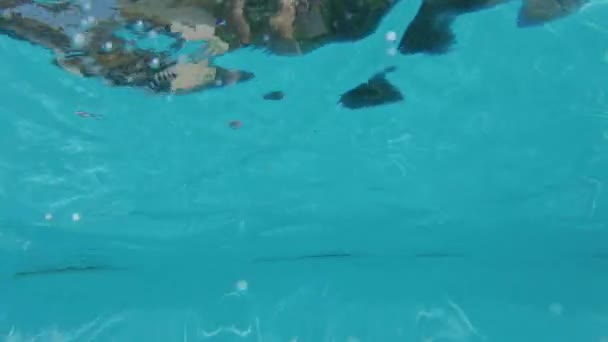 Niño saltando a la piscina en cámara lenta — Vídeos de Stock