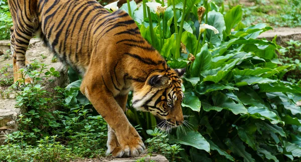 Bir Sumatra kaplanı ya da Panthera Dicle Sondaica avı — Stok fotoğraf