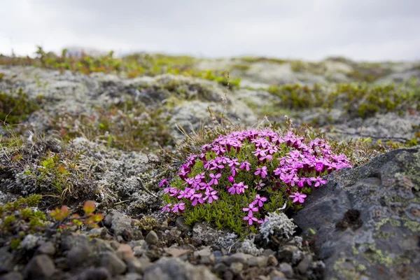 Isländische Blumen — Stockfoto