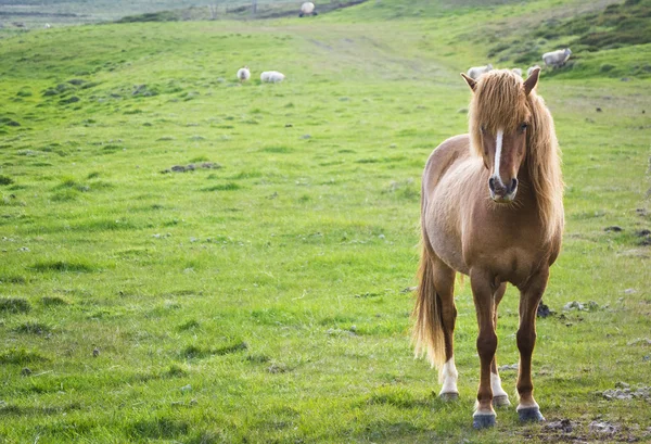 आइसलँड घोडा — स्टॉक फोटो, इमेज