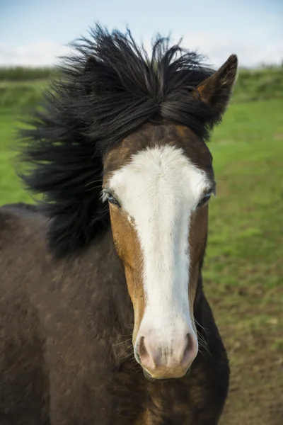 Blue eyed icelandic horse — Stock Photo, Image