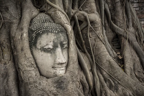 Tête de statue de Bouddha dans les racines des arbres à Wat Mahathat, Ayutthaya, Thaïlande . — Photo