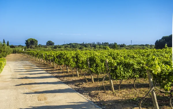 Viñedo — Foto de Stock