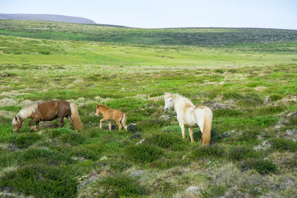 Cavallo islandese al pascolo — Foto Stock