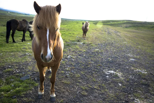 Iceland horse — Stock Photo, Image