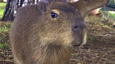 Genç Capybara merakla bir orman ortamında kameraya doğru yürürken, bir diğeri arka planda kalıyor. Hayvan çok yaklaşır, burnuyla lensi koklar.