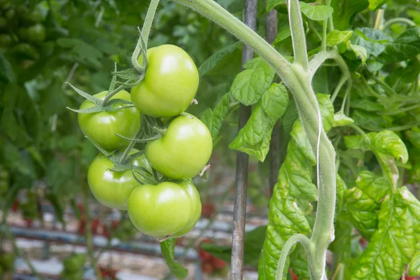 Tomates verdes que crescem em estufa — Fotografia de Stock