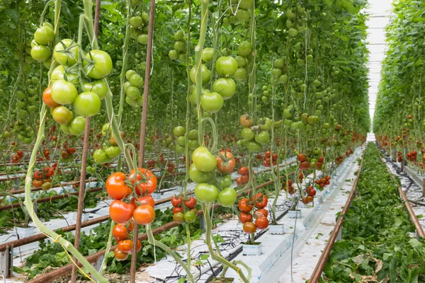 Tomates amadurecendo em uma estufa — Fotografia de Stock