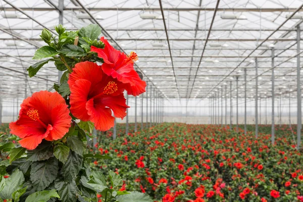 Hibiscus bloemen groeien in een kas — Stockfoto