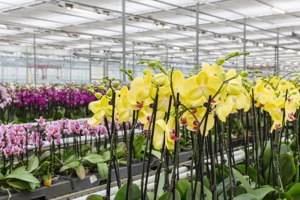 在温室里生长的五颜六色的黄色兰花花 — 图库照片