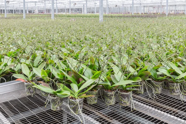 Fleurs d'orchidée poussant dans une serre — Photo