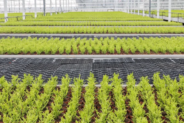Horticulture hollandaise avec cyprès dans une serre — Photo