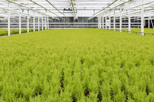 Dutch horticulture with cypresses in a greenhouse — Stock Photo, Image