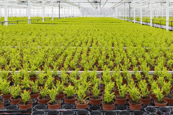 Dutch horticulture with cypresses in a greenhouse — Stock Photo, Image