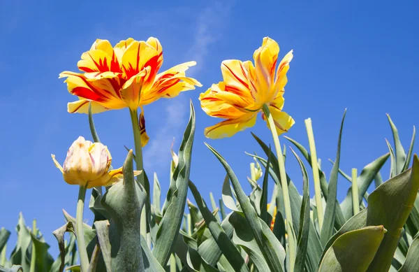 Tulipanes amarillos y rojos con un cielo azul —  Fotos de Stock