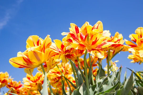 Tulipanes amarillos y rojos con un cielo azul — Foto de Stock