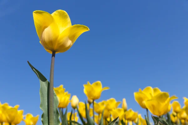 Holandská pole žluté tulipány a modrá obloha — Stock fotografie