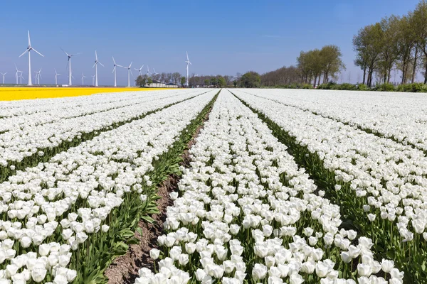 Nederländska fält med vita tulpaner och vindkraftverk — Stockfoto