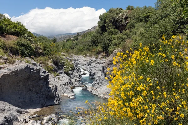 Ущелье Алькантара с жёлтыми цветами метлы на Сицилии, Италия — стоковое фото