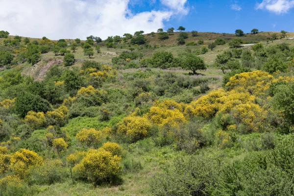 Siciliano interior com montanhas, arbustos floridos e árvores — Fotografia de Stock