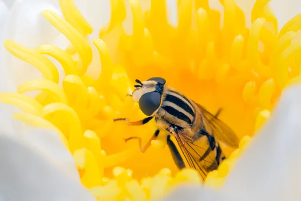 Sarı çiçek nilüfer gizli Hoverfly — Stok fotoğraf