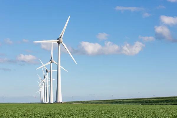 Windfarm in Dutch landscape with field of sugar beets — Stock Photo, Image