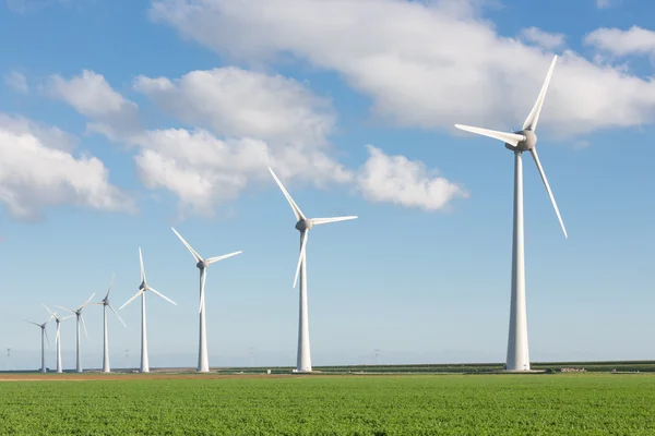 Windfarm in Dutch landscape with field of sugar beets — Stock Photo, Image