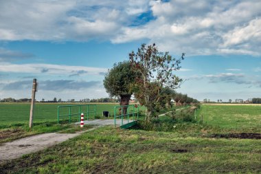Hollanda kırsalında pollard söğütleri olan bisiklet pisti