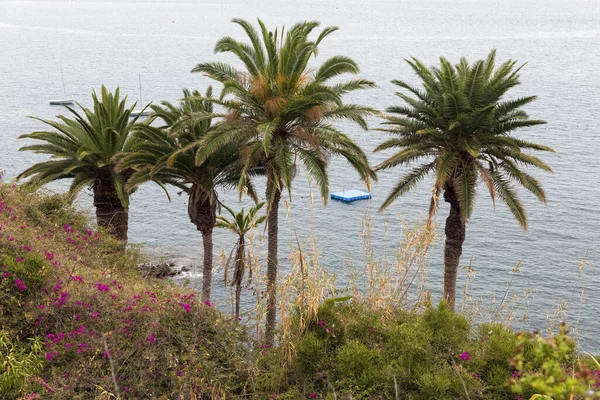 Palmer nära kusten på den portugisiska ön Madeira — Stockfoto