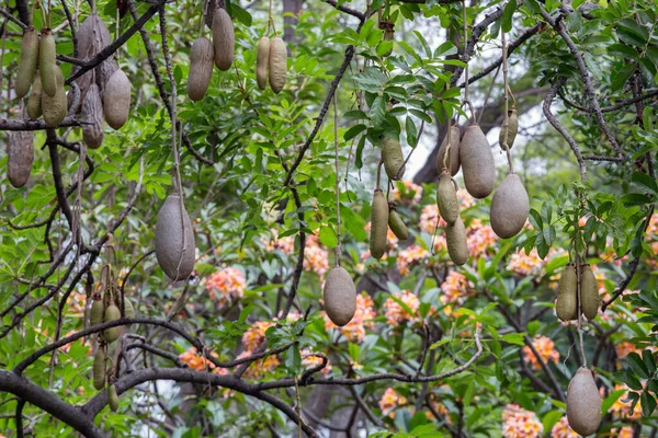 Baumfrüchte kigelia africana im Jardim Municipal de Funchal, Madeira — Stockfoto