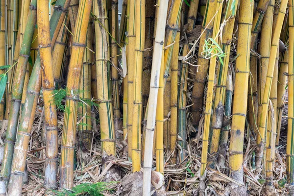 Bambu em Jardim Municipal de Funchal, Madeira — Fotografia de Stock