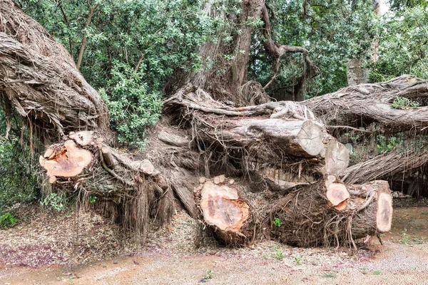 Vágott karácsonyfa, Metrosideros excelsa, Palheiro kertek Madeira sziget — Stock Fotó